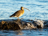 curlew