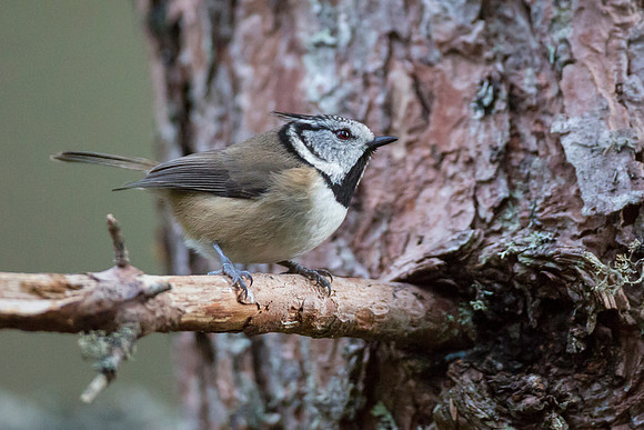 Crested Tit-39