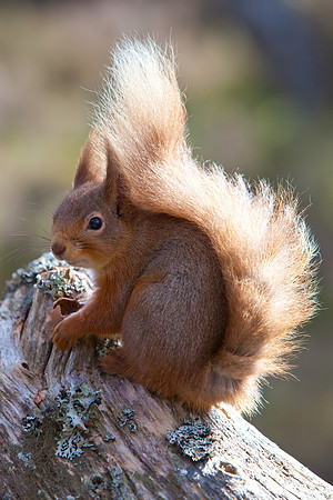 Squirrel-27