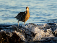 curlew