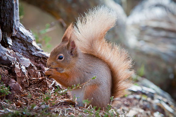 Squirrel-26