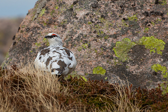 Ptarmigan-12