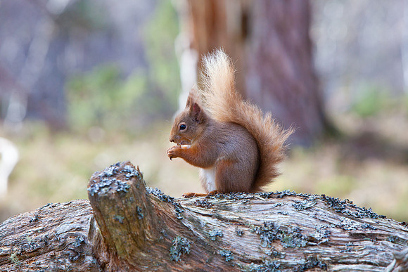 Squirrel-25