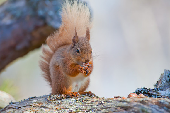 Squirrel-24